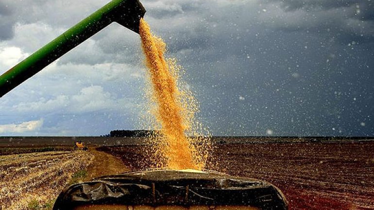 Por los menores precios internacionales, las exportaciones de la agroindustria caeran