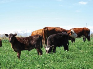 Cadena carne bovina: Crece la exportacin en envos y en mrgenes pero an con poca traccin sobre precios de hacienda
