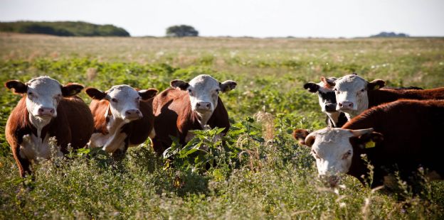 Exportaciones rcord de carne bovina del Mercosur en el 2022
