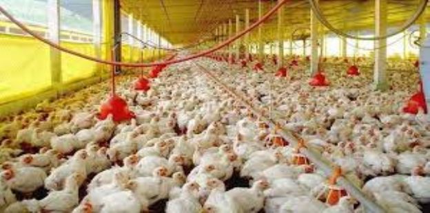 Documento de Trabajo: El mercado de carne aviar en Argentina, principales tendencias y perspectivas