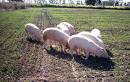 Influye la localizacin de las granjas de cerdo en el saldo tcnico del IVA?