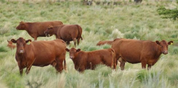 Los precios de la carne bovina en Argentina. Una comparación con los valores de la región 