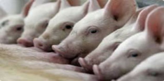 Documento de Trabajo Nº 208: Resultados económicos en la producción de cerdos 