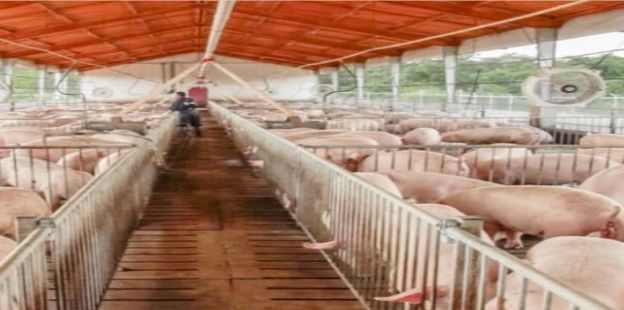 Documento de Trabajo 216: Resultados económicos en granjas de producción intensiva de cerdos