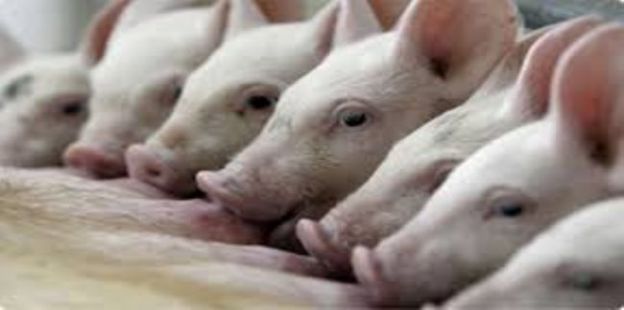 Documento de Trabajo 217: Resultados econmicos en granjas de produccin intensiva de cerdos