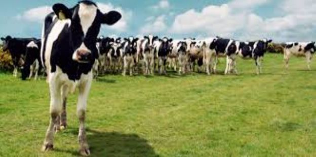 ¿Se encuentra cara la carne bovina en Argentina? Una comparación de precios a nivel regional