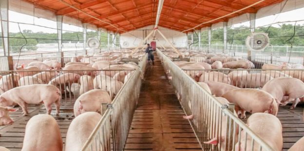 Resultados económicos en granjas de producción intensiva de cerdos